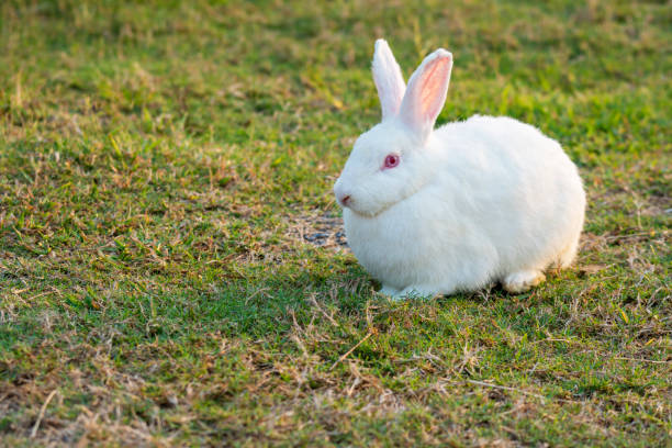 istock Easter bunny holiday concept. Adorable fluffy little white rabbits looking at something while sitting on the green grass over natural background. 1324185351