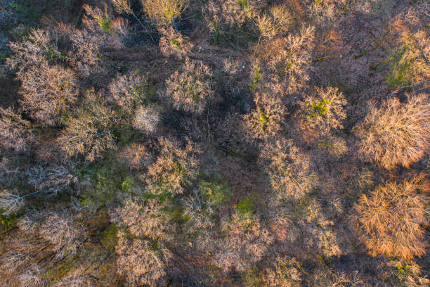 istock Top view of deciduous tree forest in the beginning of spring 1324185992