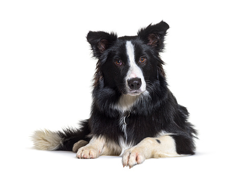 Studio shot of an adorable Border collie lying on white background.