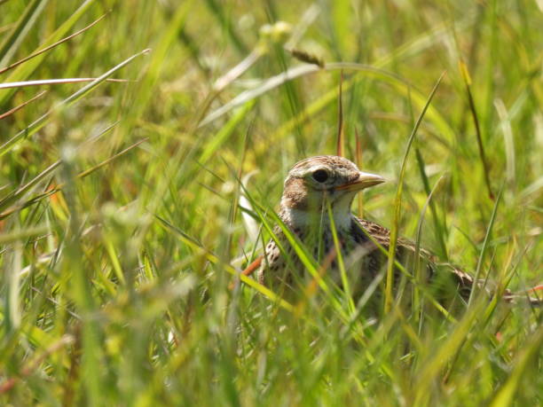 Skylark A skylark in the grass alauda stock pictures, royalty-free photos & images