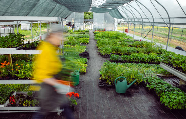 dipendente che cammina attraverso il centro giardino - working retirement blurred motion distribution warehouse foto e immagini stock