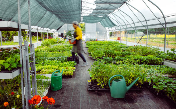 dipendente che cammina attraverso il centro giardino - working retirement blurred motion distribution warehouse foto e immagini stock