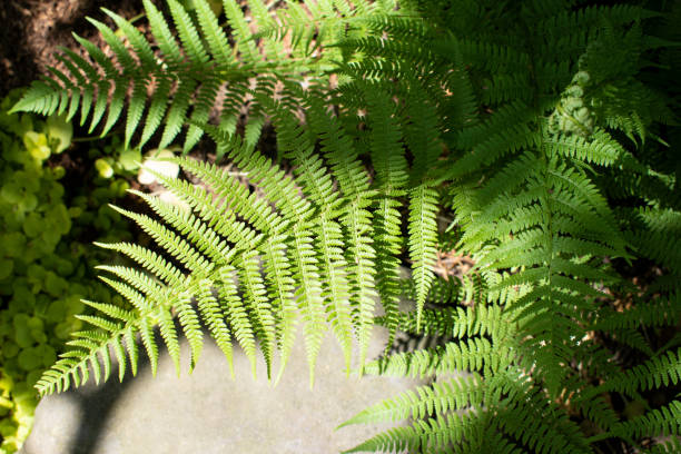 polypodiaceae. helecho verde en el jardín. - herb plant dill frond fotografías e imágenes de stock