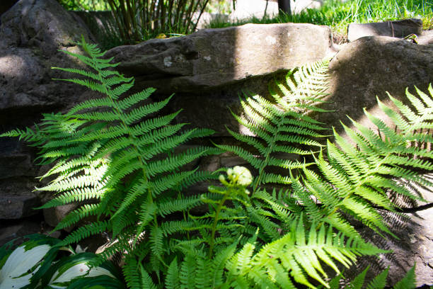 polypodiaceae. helecho verde en el jardín. - herb plant dill frond fotografías e imágenes de stock