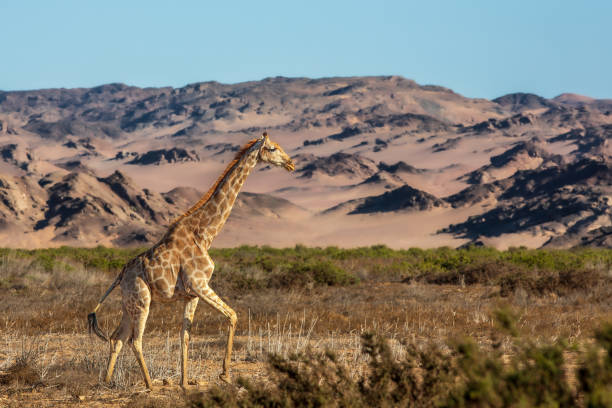 жираф гуляет по пустыне долины хоаниб - giraffe namibia africa animal стоковые фото и изображения