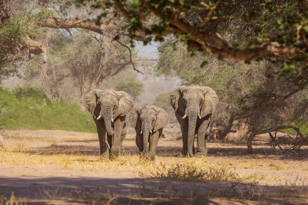 desert elephant - afrika afrika stockfoto's en -beelden