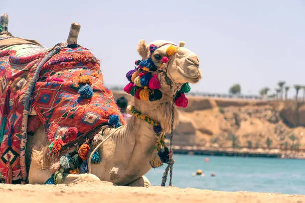 Camel resting in shadow on the beach of Hurghada. An adult Egyptian camel for transporting tourists rests lying on a sandy beach against the backdrop of a beautiful sea. Egypt.