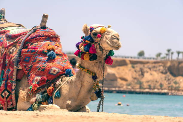 um camelo egípcio adulto para transportar turistas descansa deitado em uma praia de areia, tendo como pano de fundo um belo mar. egito. camelo descansando na sombra na praia de hurghada, egito - camel ride - fotografias e filmes do acervo