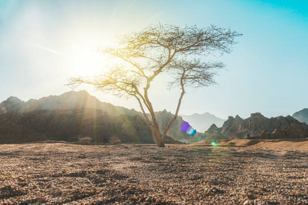 valley in the desert with an Acacia tree with mountain rock and clouds in the background. Beautiful desert landscape with a lone tree and rocky background.