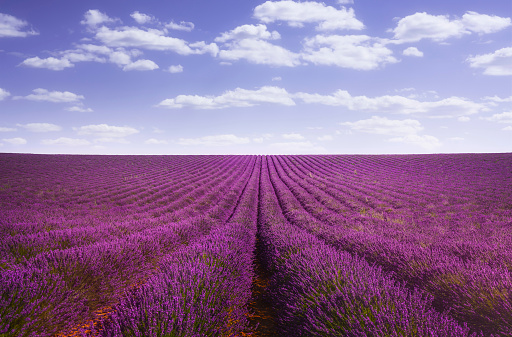 Lavender flowers blooming fields abstract landscape. Valensole, Provence, France, Europe.