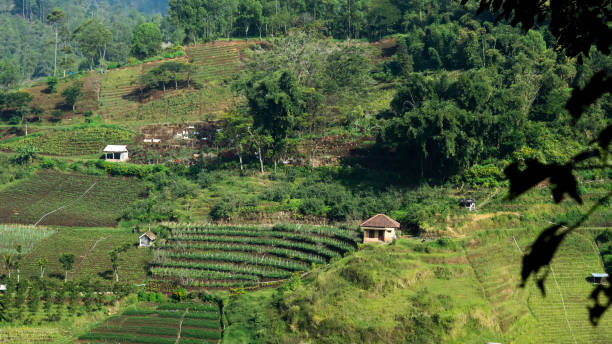 istock Green hills close to vegetable plantations in East Java, Indonesia 1324193718