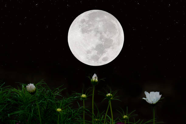 istock Full moon on sky with cosmos flowers silhouette at night. 1324194862