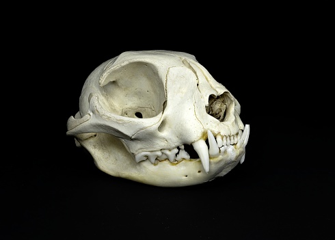 Animal Skull Pictures | Download Free Images on Unsplash Animal Skull Pictures | Download Free Images on Unsplash
