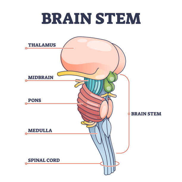 Brain stem parts anatomical model in educational labeled outline diagram Brain stem parts anatomical model in educational labeled outline diagram. Biological sections location with titles scheme vector illustration. Thalamus, midbrain, pons, medulla and spinal cord graph. thalamus illustrations stock illustrations