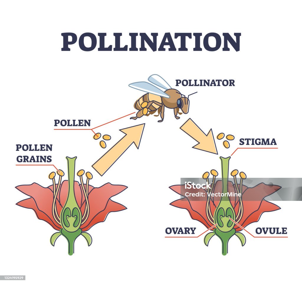 Pollinisation et productions végétales