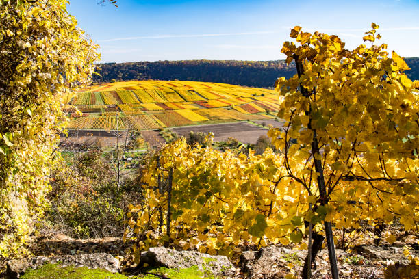 istock wine mountain and wine fields in great autumn colors 1324196001