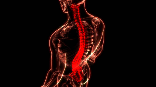istock Spinal Cord Vertebral Column of Human Skeleton System Anatomy 1324196147
