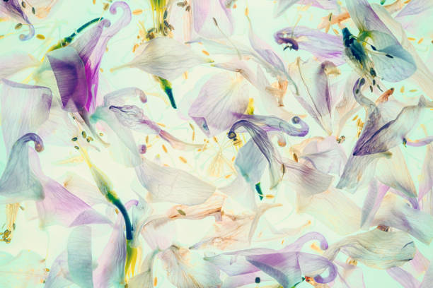 Columbine flowers decorative background from sweden nature