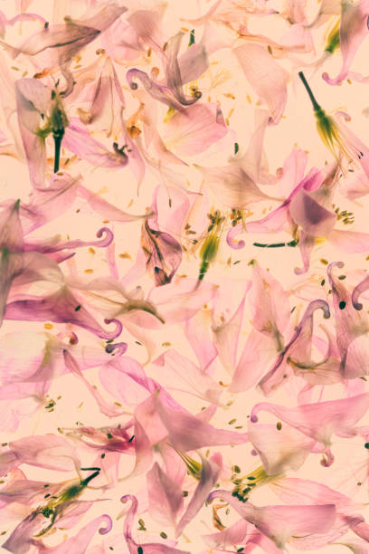 istock Columbine flowers decorative background 1324196267