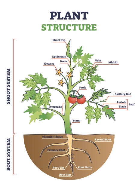 ilustraciones, imágenes clip art, dibujos animados e iconos de stock de estructura de la planta con raíz, tallo y hojas secciones anatómicas esquema esquema - parte de planta