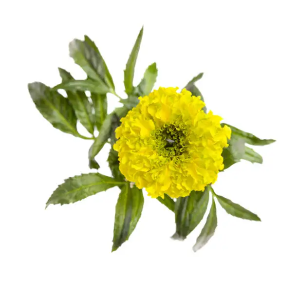 Bright yellow and green Tagetes erecta, Mexican marigold isolated on white background