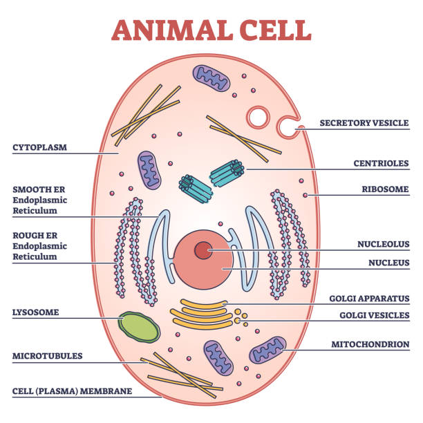 Animal Cell With Labeled Anatomic Structure Parts Diagram Outline Concept  Stock Illustration - Download Image Now - iStock
