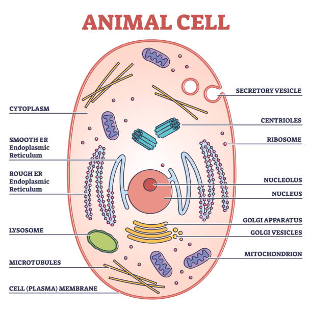 Animal Cell With Labeled Anatomic Structure Parts Diagram Outline Concept Stock Illustration - Download Image Now - iStock Animal Cell With Labeled Anatomic Structure Parts Diagram Outline Concept Stock Illustration - Download Image Now - iStock