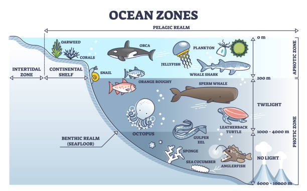 Ocean zones division with depth or light penetration in water outline diagram Ocean zones division with depth or light penetration in water outline diagram. Geographical underwater detailed scheme with pelagic realm, intertidal, continental shelf or seafloor vector illustration penetration stock illustrations