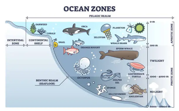 Vector illustration of Ocean zones division with depth or light penetration in water outline diagram