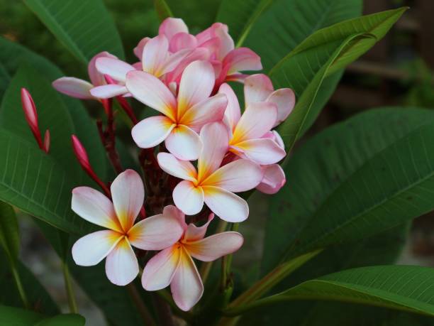 istock Pink Frangipani bloom in the garden 1324197879