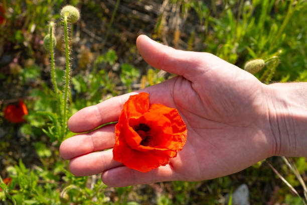 istock bright poppy in a man's palm, in a field 1324197925