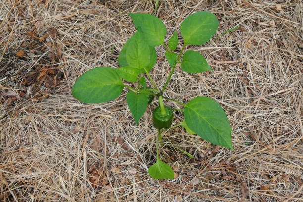 istock Green bell pepper growing in the garden with straw under it. 1324199507