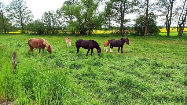 istock Lower Silesia, Poland - green fields and horses 1324199601