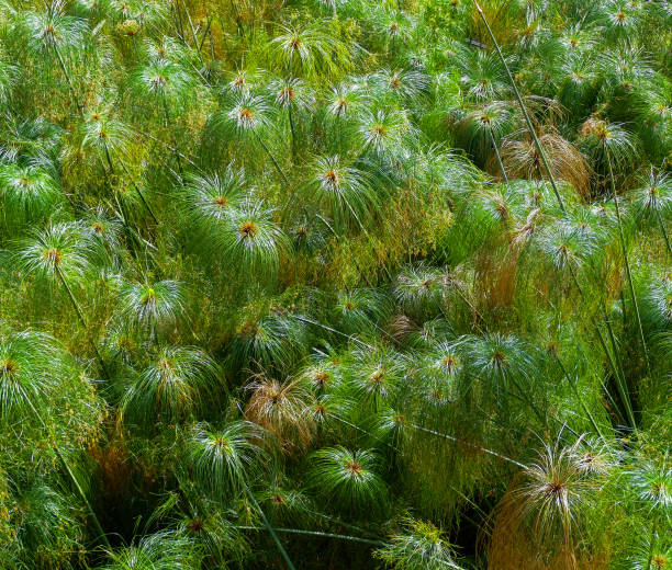 primer plano de plantas de caña de papel en una piscina (cyperus papyrus) - waterland fotografías e imágenes de stock