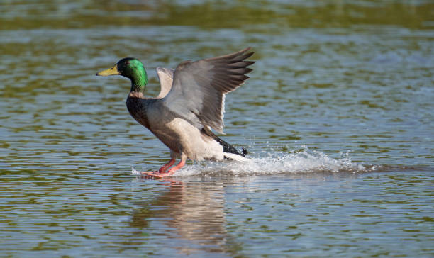 istock Mallard, Anas platyrhynchos 1324200825