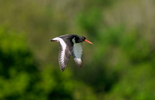 istock Oystercatcher, Haematopus ostralegus 1324200839