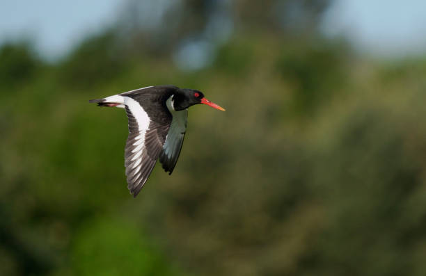 istock Oystercatcher, Haematopus ostralegus 1324200873