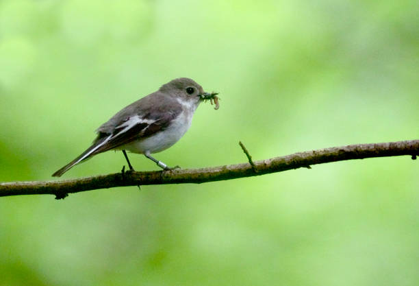 istock Pied flycatcher, Ficedula hypoleuca 1324200911