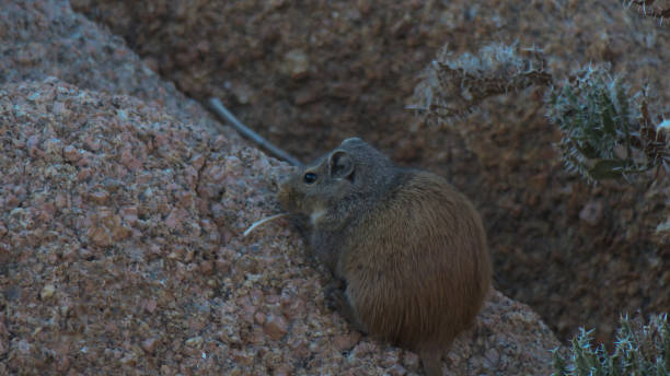 la rata dassie es un roedor africano que se encuentra entre los afloramientos rocosos en el sur de áfrica, richtersveld - richtersveld national park fotografías e imágenes de stock