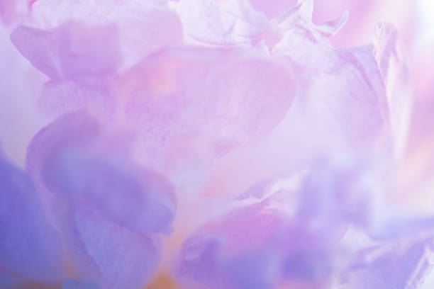 istock Pink and violet peony petals closeup. 1324202045