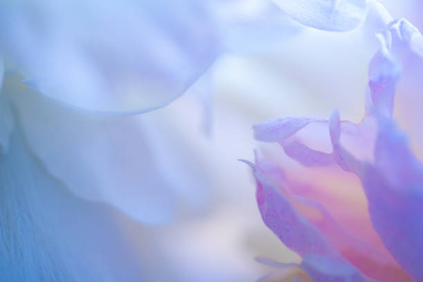 istock Colorful peony petals closeup. 1324202046