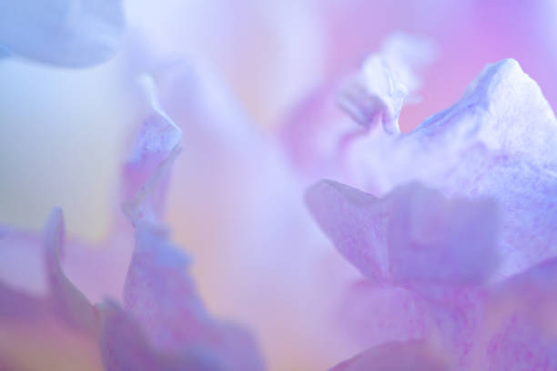istock Pink and violet peony petals closeup. 1324202065