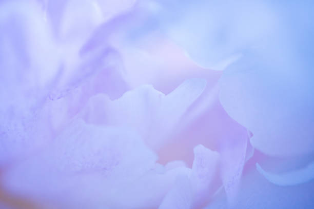 istock Pink and violet peony petals closeup. 1324202083