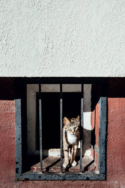 a street cat peeks through the metal grating of basement of house. the concept of imprisonment, prison, cage, life in captivity. - animal captivity building imagens e fotografias de stock