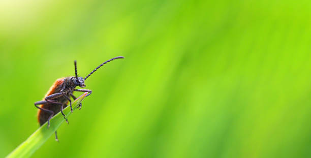 коричневый жук на зеленой траве макрофотографии - жук олень фотографии стоковые фото и изображения