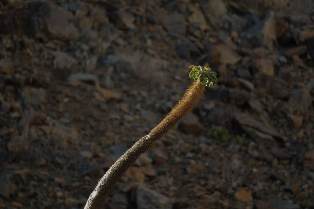 pachypodium namaquanum, también conocido como halfmens o tronco de elefante, es una planta suculenta del sur de áfrica. - richtersveld national park fotografías e imágenes de stock