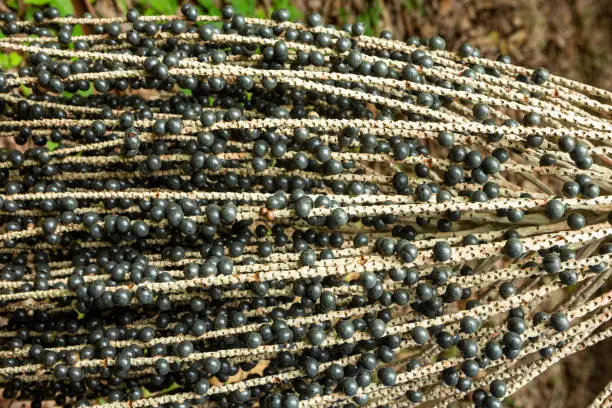 Photo of Closeup of fresh acai berry fruit bunch at farm in amazon rainforest, Brazil. Selective focus. Concept of food, ecology, environment, vitamin, healthy, biodiversity.