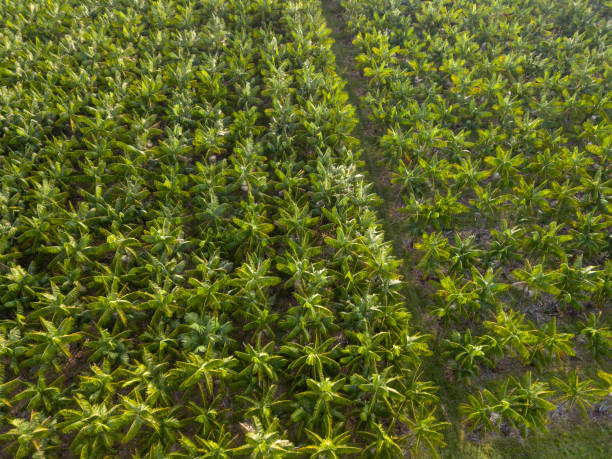 drohnen-luftaufnahme von palmen von acai beere obst landwirtschaft feld im sommer sonnigen tag auf bauernhof in amazonregenwald, brasilien. konzept von nahrung, ökologie, umwelt, biodiversität. - cabbage palm stock-fotos und bilder