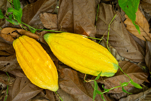 Closeup of fresh cocoa fruit for making chocolate on farm harvest in Amazon rainforest. Concept of food, ecology, environment, biodiversity, agriculture, healthy, vitamin. Theobroma cacao .