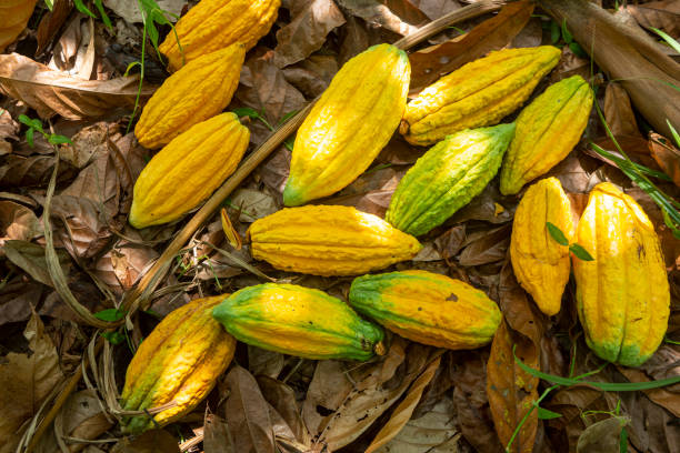 primer plano de la fruta de cacao fresco para hacer chocolate en la cosecha de la granja en la selva amazónica. concepto de alimentación, ecología, medio ambiente, biodiversidad, agricultura, saludable, vitamina. theobroma cacao . - cocoa cocoa bean chocolate brazil fotografías e imágenes de stock